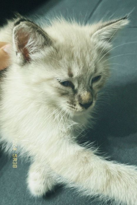 Котёнок 1 .5 месяц