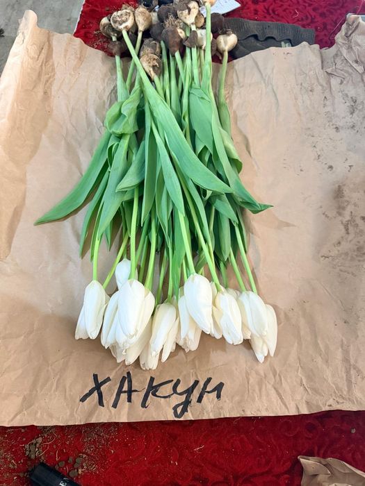 Тюльпан оптом и в розницу