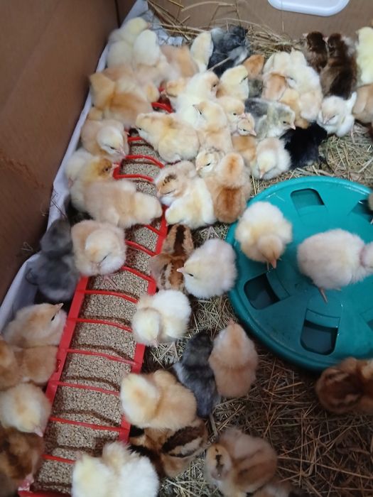 Bobocei de rață românească și pui de țară