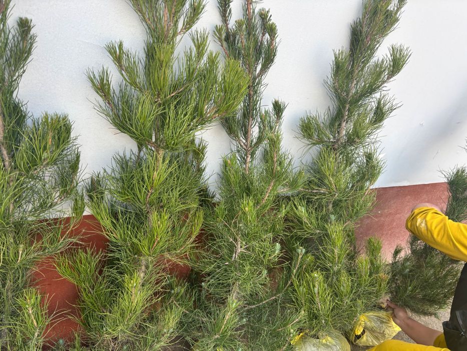 Арчалар 2026 саженцы