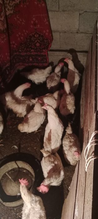 Продаются куры несушки