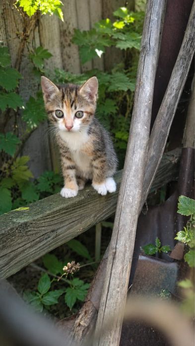 Котята по полтора месяца