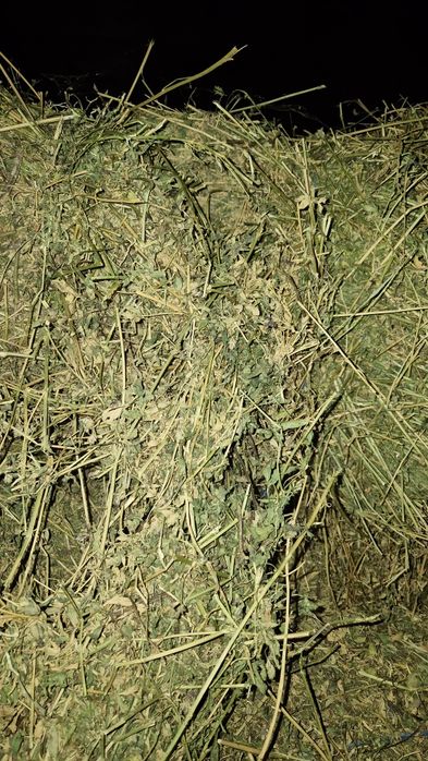 Baloti lucerna coasa a 3a