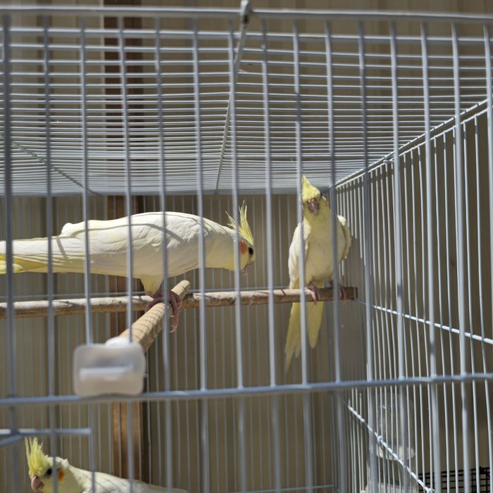 Korella sotiladi