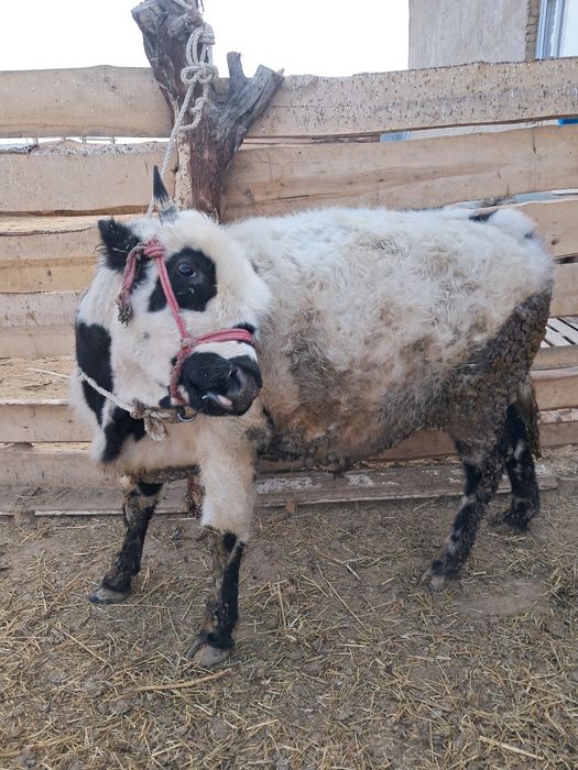 Бука сатамын семиз