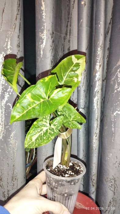 Продается Шикарный Сингониум Панда