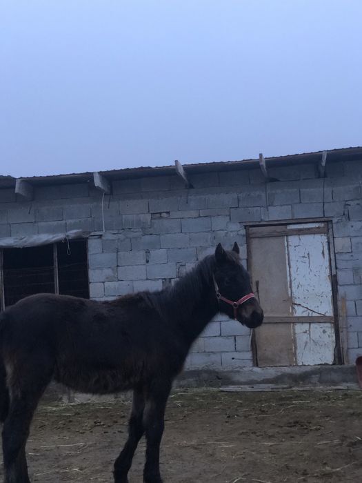 Қараоер тай адемі болады