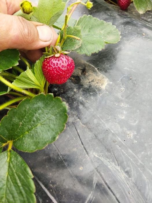 Саженцы Клубники