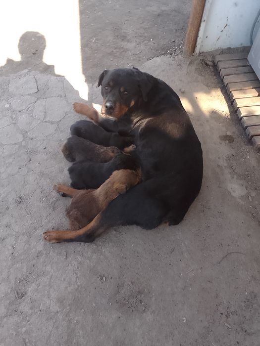 Продам щенят ротвейлера