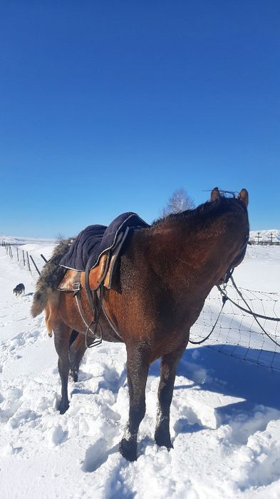 Ат сатылады 7 жасар