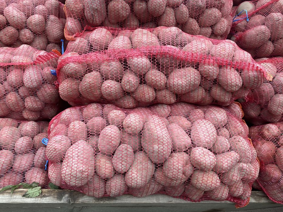 Cartof consum Bellarosa