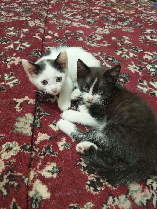 Отдам котят Карабулак