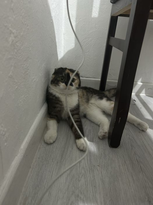 Ищем кота на вязку!