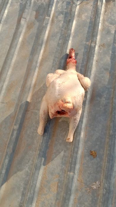 Продаю мясо домашней птицы .