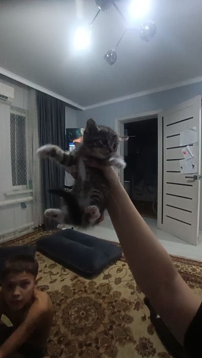 Отдам котят в хорошие руки