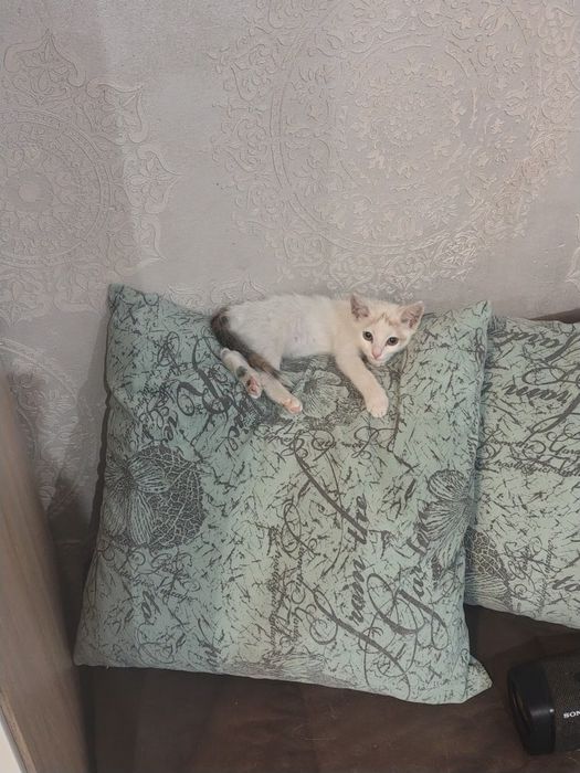 Мальчуган в добрые руки
