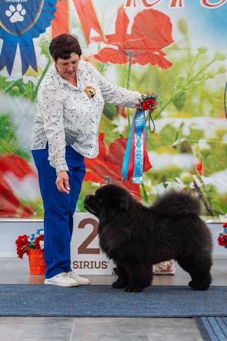 Молодой кобель чау-чау с документами