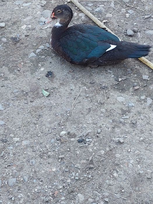 Vând rățoi mut de anu asta