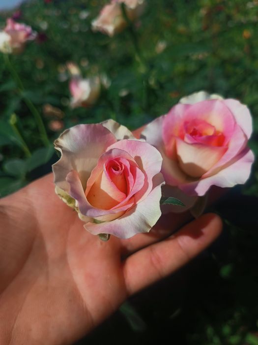 Atirgul ko'chatllari sotamiz har xil sortllaridan