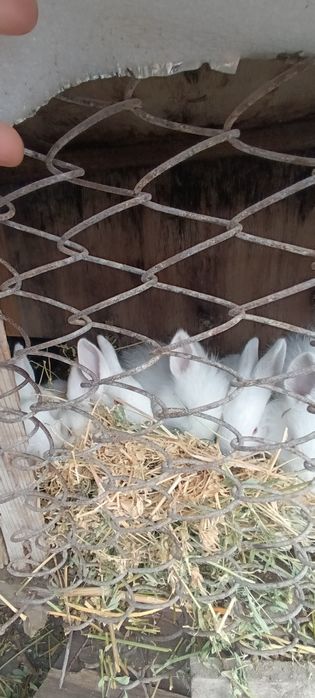 Quyon bolalari 1,2 oylik