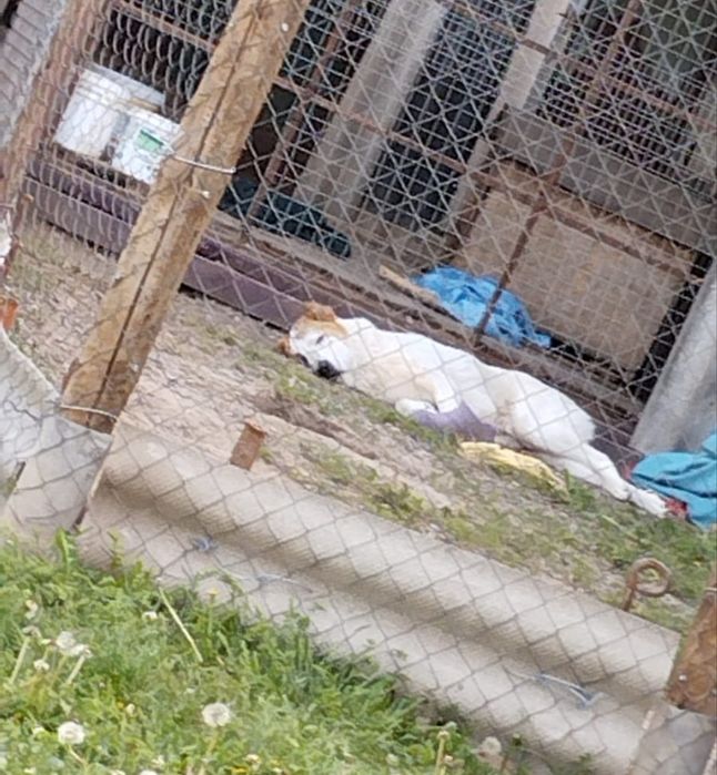 Тайсон  собака Тайсон