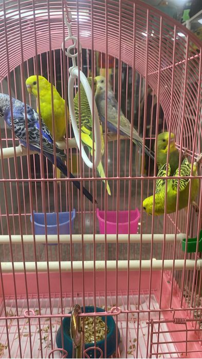 Волнистыи попугаи