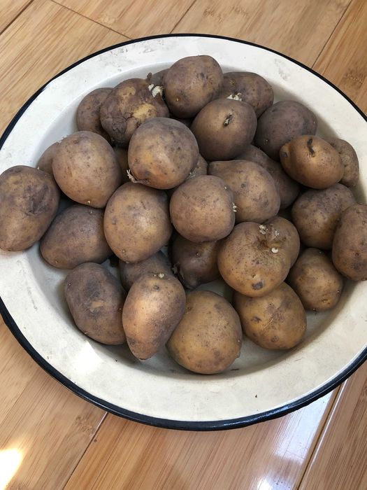 картошка семенная  для посадки