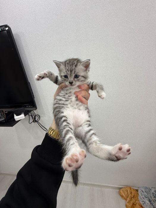 Котята, британцы