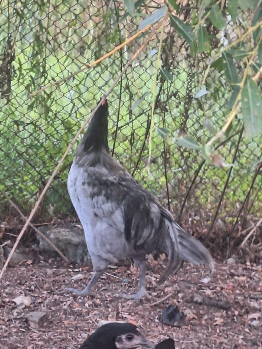 De vânzare cocoși  australorp.