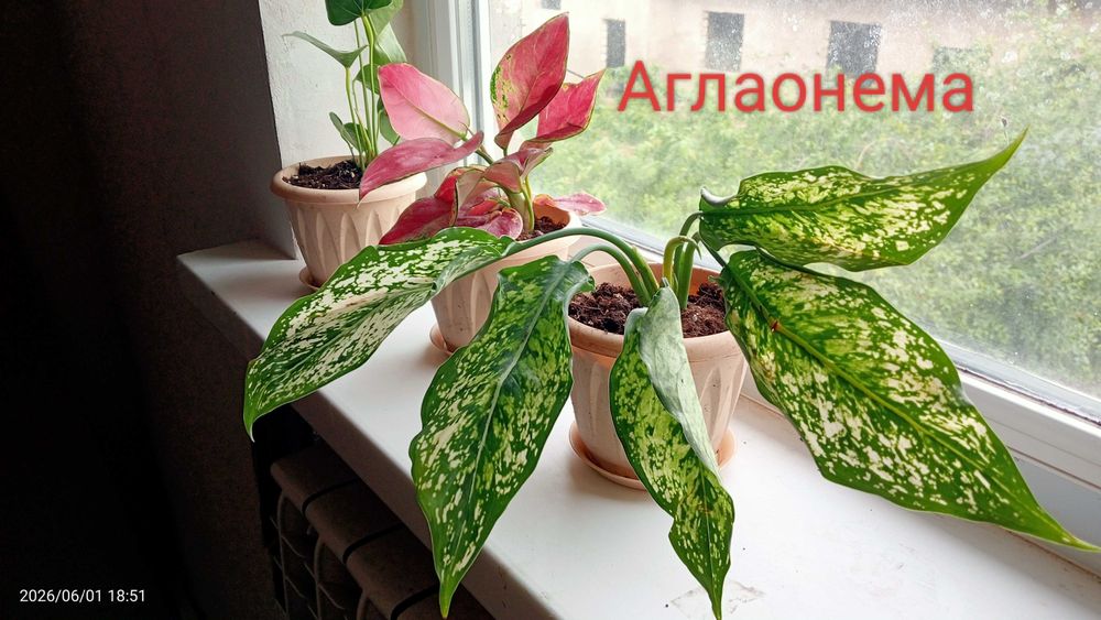 Продам комнатные цветы