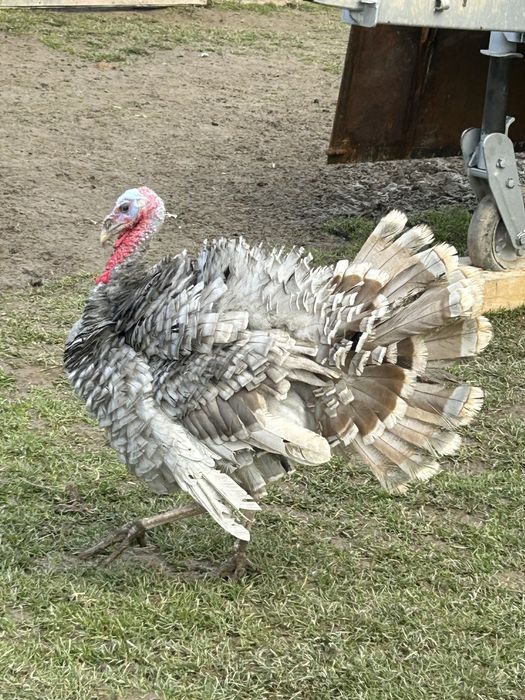 Vand un curcan albastru si 3 curci