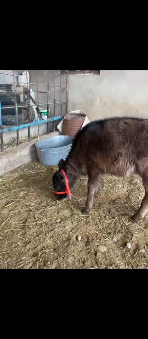 Бұзау сатылады ұрғашы