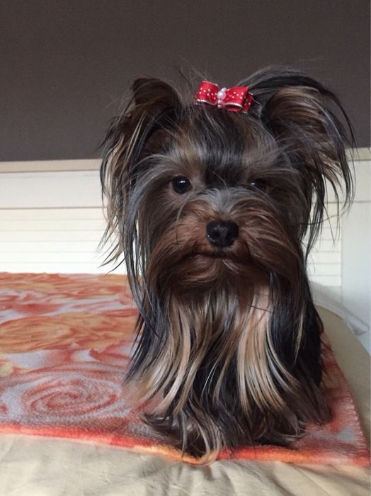 Йоркширски Териер