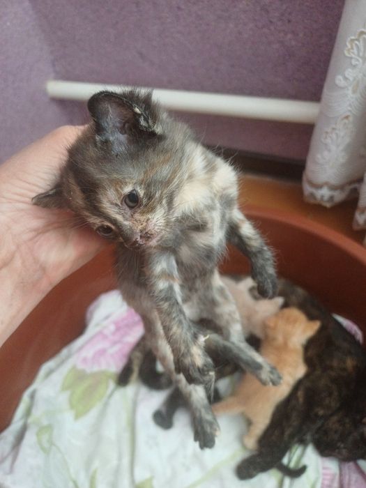 Пышык  анасымен  косып 2баласы бар