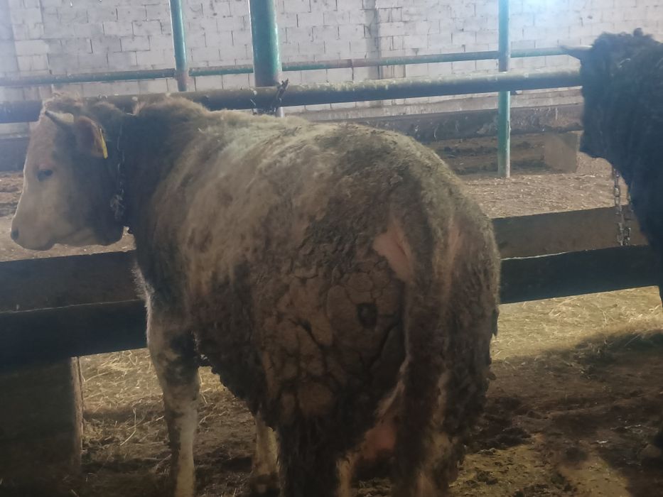 Семіз бұқалар сатылады