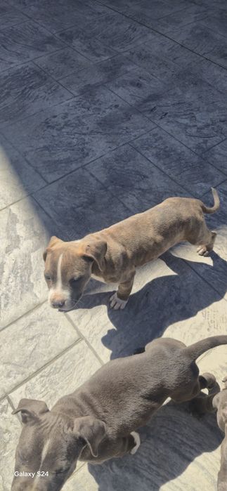 Малки чистокръвни  Питбули