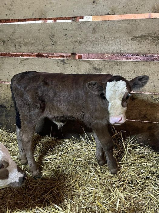 6 Tăurași și o vițică