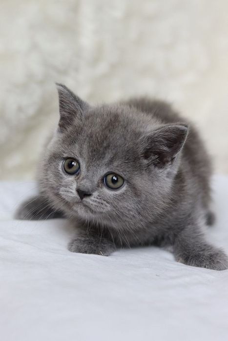 Продаются британские котята