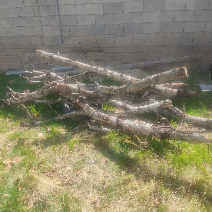 Ореховое дерево жангак агаш