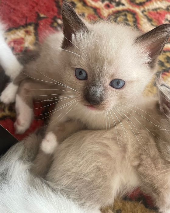 Котята невской  маскарадной