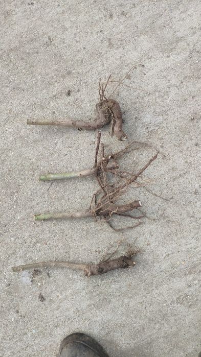 Paulownia Clona Carpatica Butasi Lemnificat