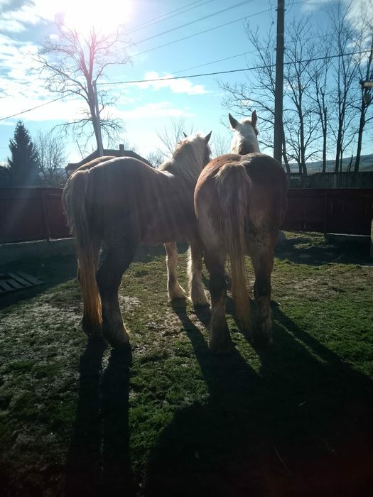 De vanzare iepe semigrele