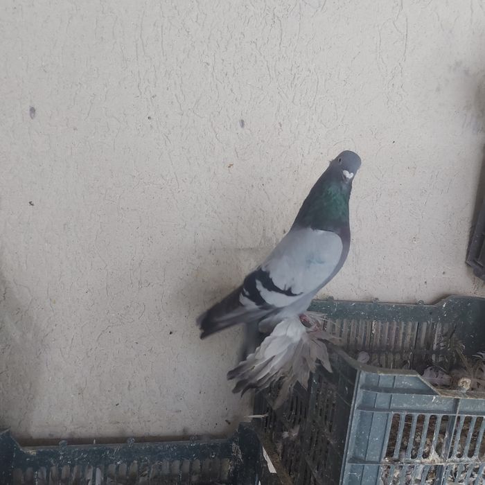 Сизи самец лет игра тяга