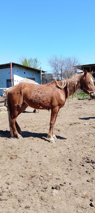 Бие 3 жасар буаз емес