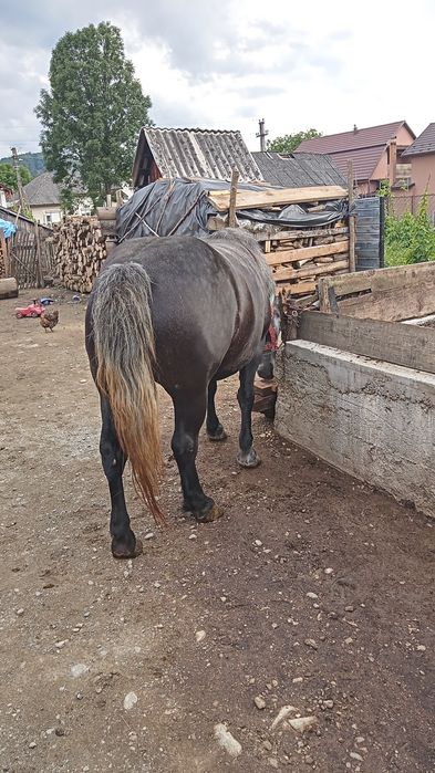 Mănză de vânzare