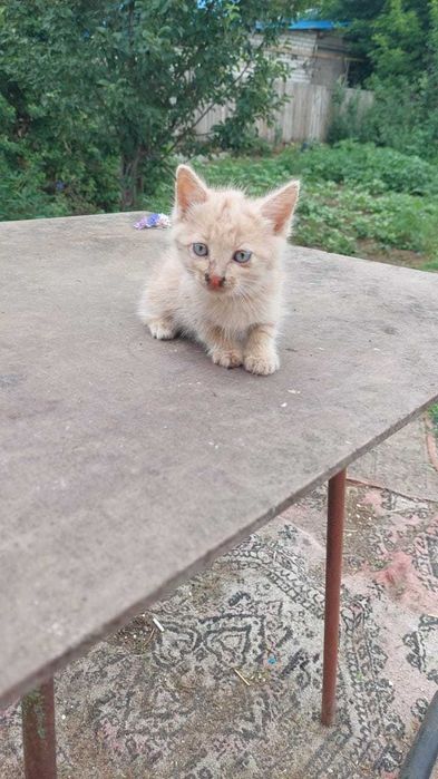 Отдам котят в добрые руки
