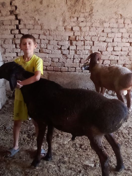 Продается Кошкар