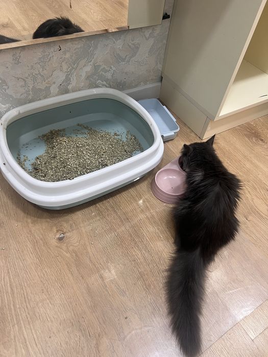 sotildi aqilli mushuk somkasi va idishlari bilan birga