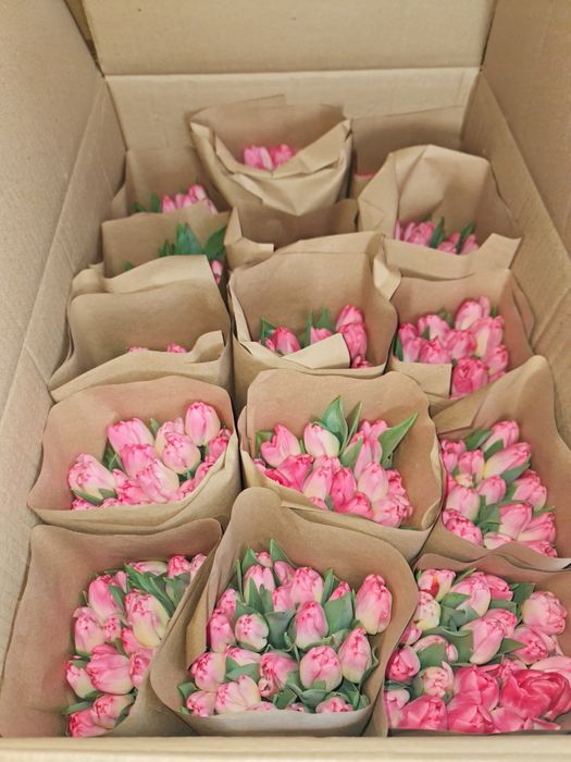 Тюльпаны местные теплица