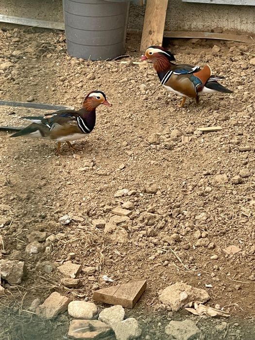 Pauni rate mandarine, caroline, pitica olandeza.